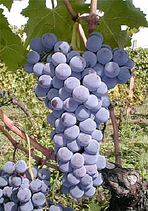 nerello mascalese